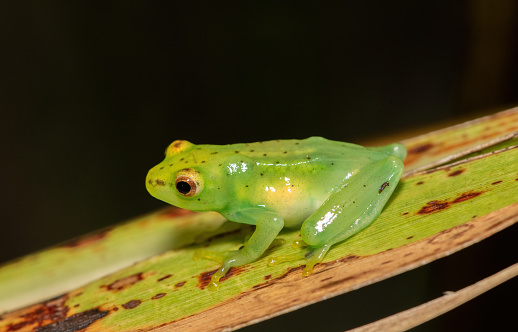 Australian Green Tree Frog resting on tree branch