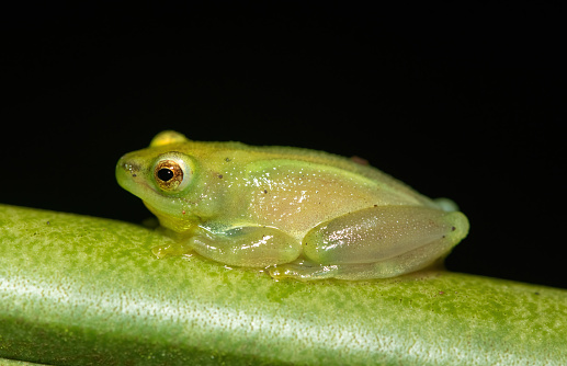 An adorable water lily reed frog near a pond in KwaZulu-Natal, South Africa