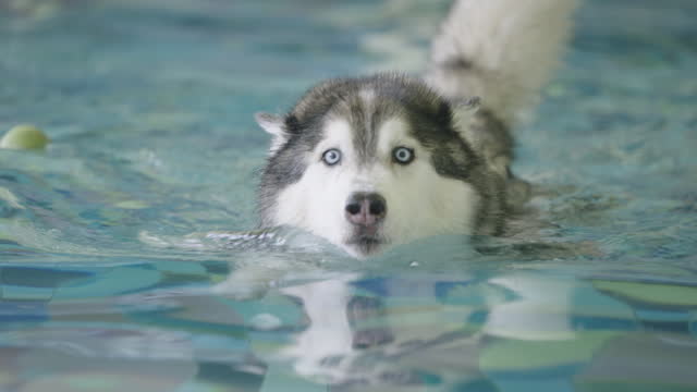 Closed-up Shot of Siberian Husky Swimming in Swimming Pools