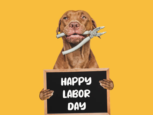 istock Happy Labor Day. Cute brown dog and a board 1596222032