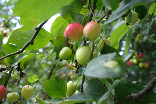 istock apples ripen on the tree. Plants background 1596223703