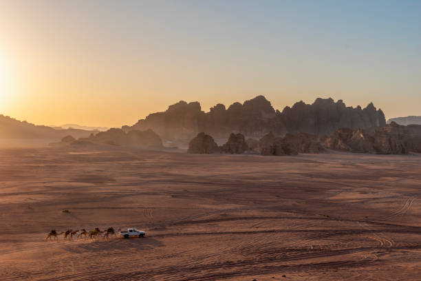 sammeln von kamelen in der wüste von wadi rum, jordanien. - jordan camel wadi rum arabia stock-fotos und bilder