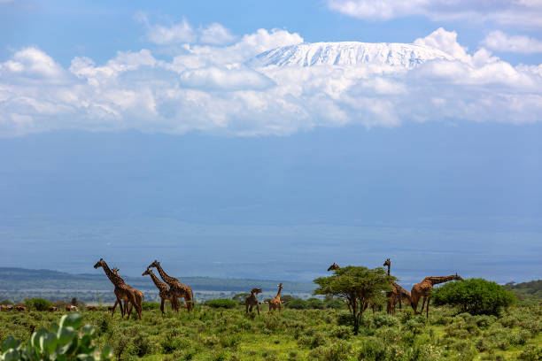istock Kilimanjaro and Giraffe Herd in Wildlife 1596259829