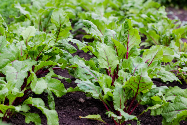 hojas jóvenes de remolacha joven de color rojo verde orgánico que crecen en la cama del jardín. las remolachas son una fuente de alimento para los seres humanos y el ganado. macro - beet green fotografías e imágenes de stock