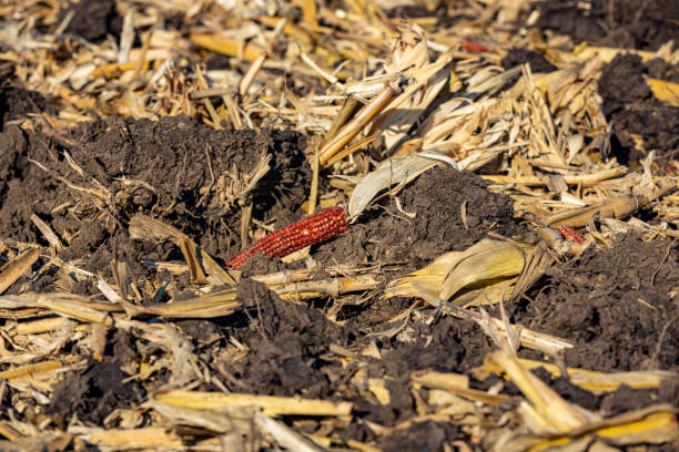 istock Chisel plowed corn farm field after fall tillage. Soil erosion, compaction and agriculture concept. 1596269498