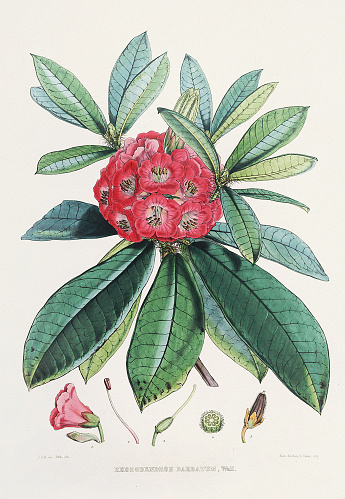 Illustration of Himalayan Rhododendron flowers, Ca. 1850