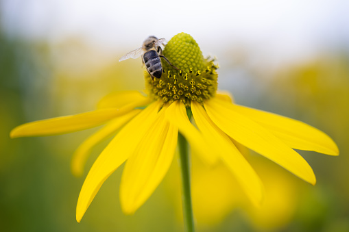 beautiful yellow flower of Rudbeckia and a bee that collects pollen