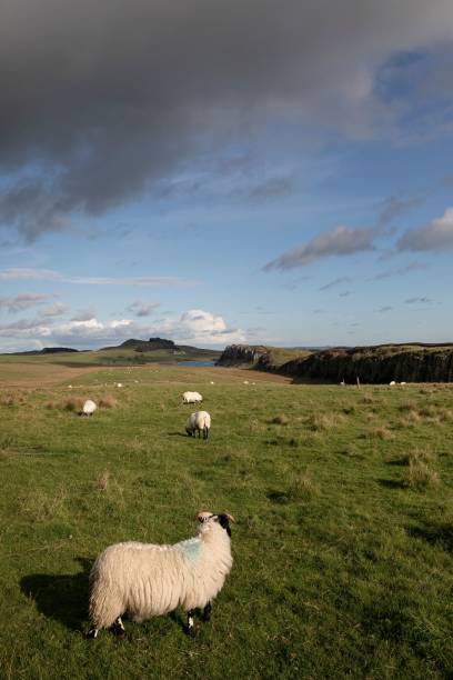 istock sheep are grazing on some green grass in the field under a cloudy sky 1596287352