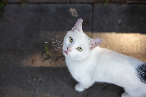 White stray cat is looking at the camera.