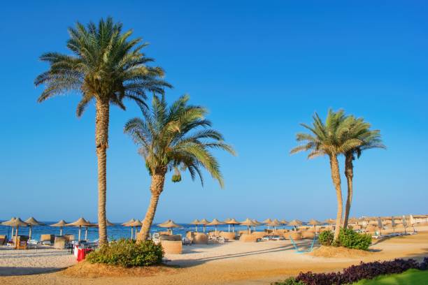 istock Idyllic beach with camel and sun umbrelas, Red Sea, Egypt 1596302242