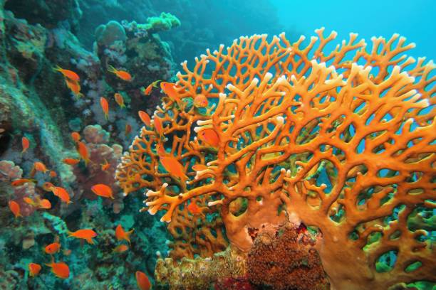 150+ Millepora Corals Stock Photos, Pictures & Royalty-Free Images - iStock