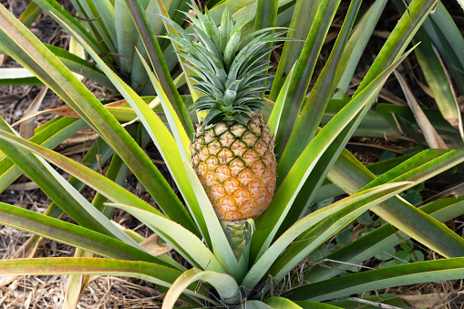 Pineapple on the main island of Okinawa