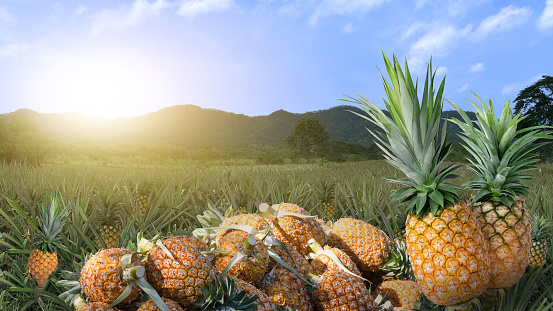 Pineapple fruit in pineapple farm with blue sky and sunlight blur background.