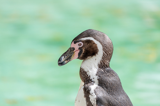 The Humboldt Penguin (Spheniscus humboldti) is an adorable coastal bird native to the coasts of Peru and Chile. Known for their playful nature and distinctive black-and-white markings, they are a charming sight in their natural habitat.