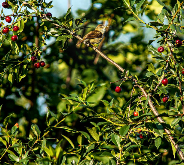 istock small wild bird is sitting on a cherry branch 1596309982