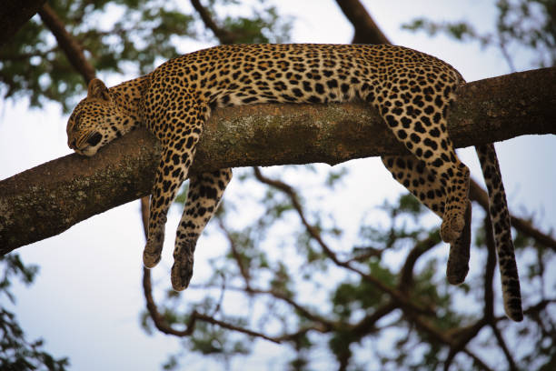 istock Leopard in a tree in the Serengeti 1596317477