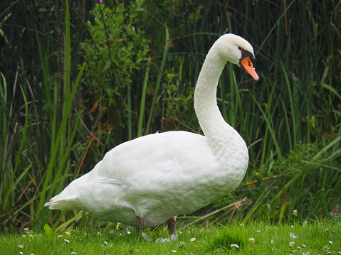 Mother swan on the grass in front of the water