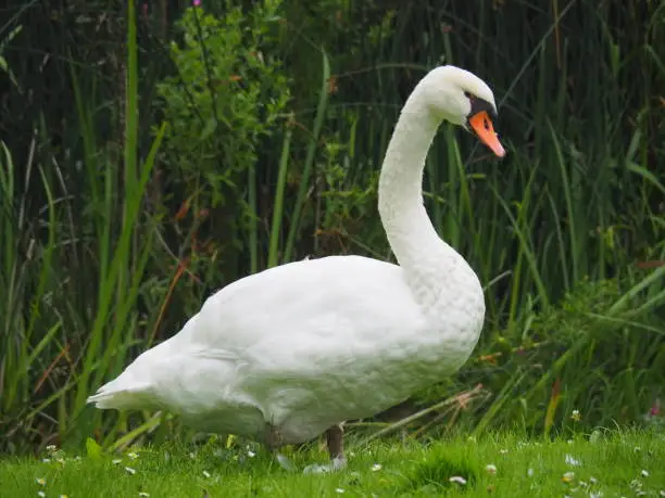 Photo of Mother swan in the field