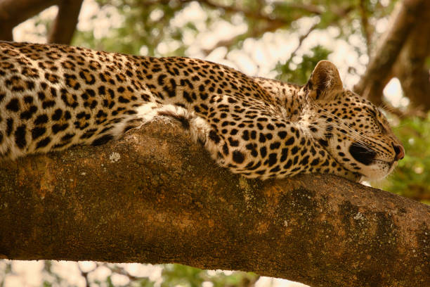 istock Leopard in a tree in the Serengeti 1596320653