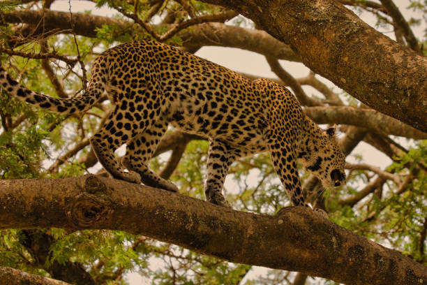 istock Leopard in a tree in the Serengeti 1596322739