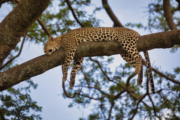 istock Leopard in a tree in the Serengeti 1596323795