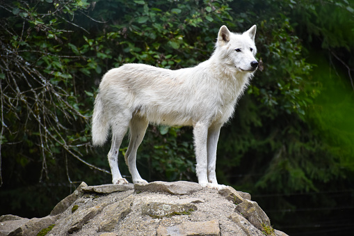 A white wolf standing on top of a rock in the forest