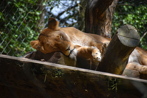 A lioness taking a little nap in the zoo