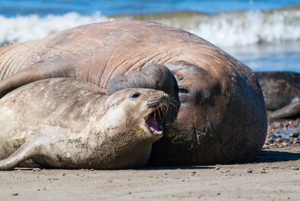 istock Male elephant seal, Peninsula Valdes, 1596349307