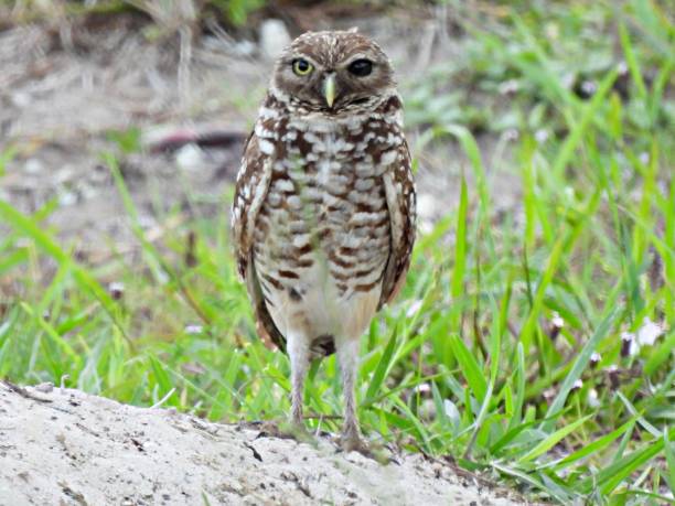 istock Burrowing Owl (Athene cunicularia)  -  with one eye black and other eye yellow. 1596354267