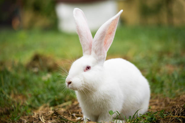 istock a beautiful white domestic rabbit is grazing and walking outdoors 1596361814