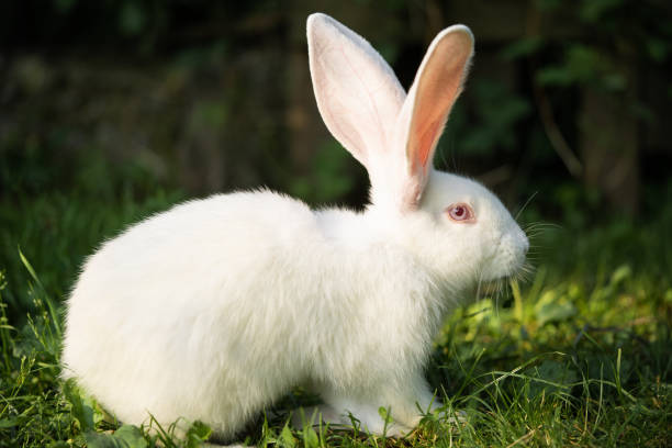 istock a beautiful white domestic rabbit is grazing and walking outdoors 1596362841