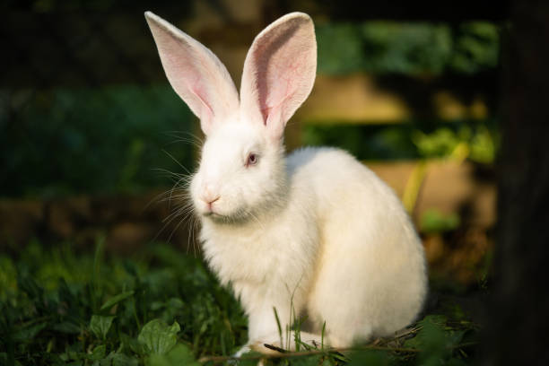 istock a beautiful white domestic rabbit is grazing and walking outdoors 1596363383