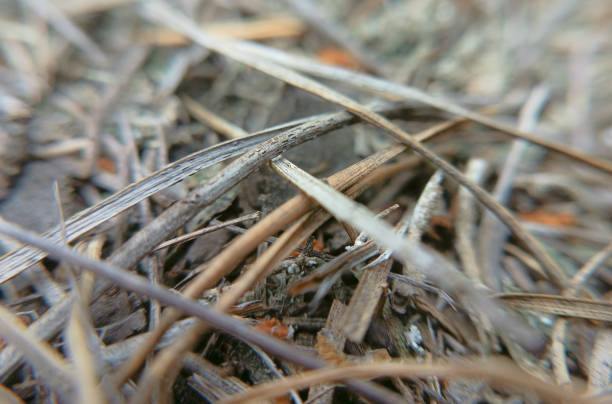istock Christmas tree needles on the ground close-up macro 1596376940