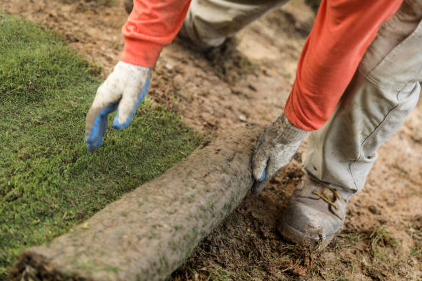 istock Sod installation at new construction home site with hispanic laborer 1596394520