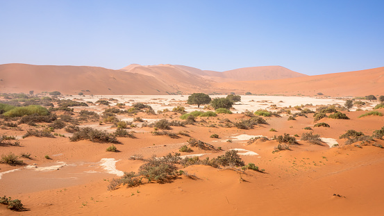 Oasis after the first rain in 8 years in Sossusvlei, Namibia