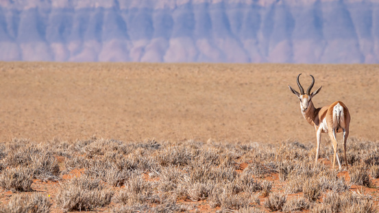 Springbok ( Antidorcas marsupialis), Sossusvlei, Namibia.  Horizontal.