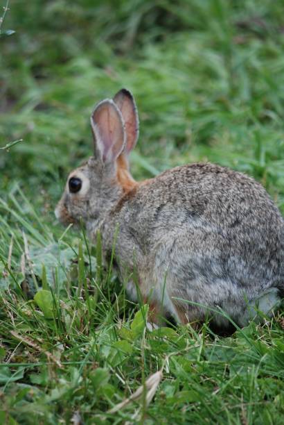 istock Cottontail in a garden 1596401637