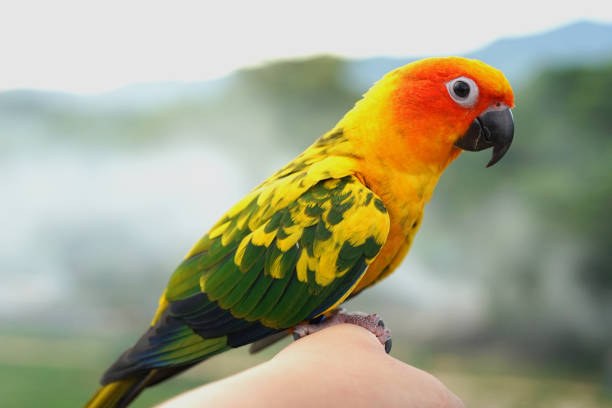 istock Sun conure parrot or bird Beautiful is aratinga has yellow on hand background Blur mountains and sky, (Aratinga solstitialis) exotic pet adorable, native to amazon 1596406899