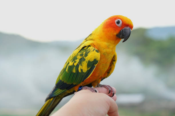 istock Sun conure parrot or bird Beautiful is aratinga has yellow on hand background Blur mountains and sky, (Aratinga solstitialis) exotic pet adorable, native to amazon 1596407407