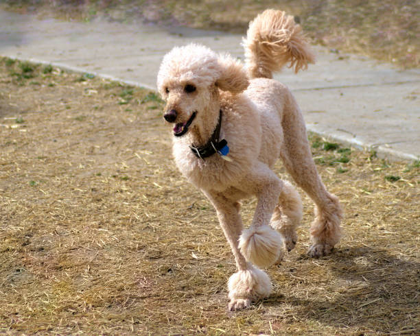 istock Standard Poodle running in a park. 1596409016