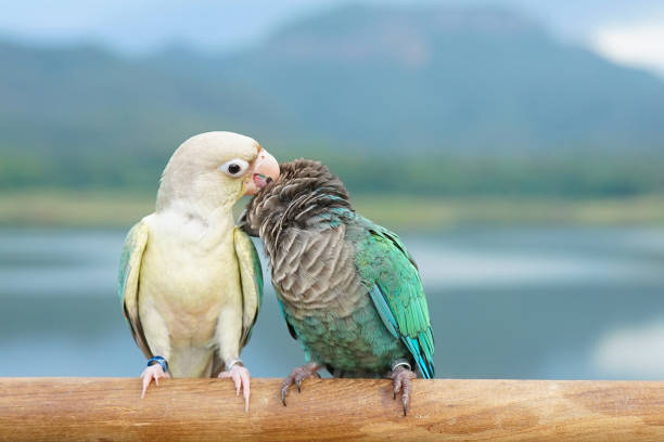 Two green cheek conure couple Two green cheek conure couple turquoise and turquoise cinnamon and opaline mutations color on the sky and mountain background, the small parrot of the genus Pyrrhura, has a sharp beak. Native to South America (Amazon). green cheek conure stock pictures, royalty-free photos & images