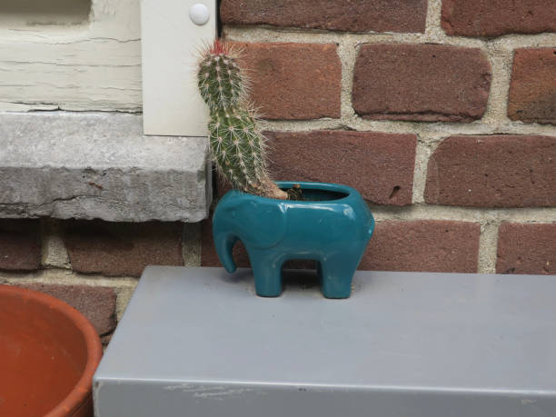 flowerpot of a blue ceramic elephant with a cactus