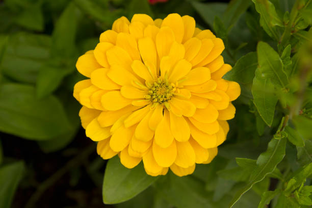 istock yellow zinnia flower 1596411190