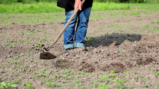 Soil Cultivation With A Hoe. A Woman Farmer Cultivates A Female Garden Close-up