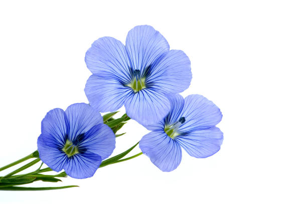 istock Flax (linseed) flower over white background 1596430087