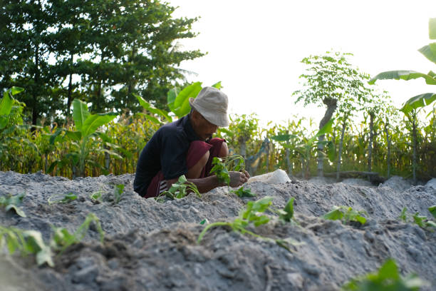 Farmers grow sweet potato crops