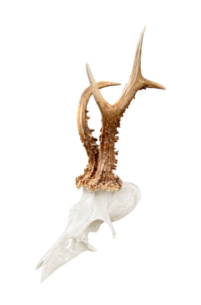 Rare roe deer buck, roebuck skull with unique, abnormal antlers - isolated on white background. stock photo