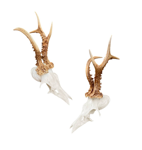 istock Rare roe deer buck, roebuck skull with unique, abnormal antlers - both sides, isolated on white background. 1596441147