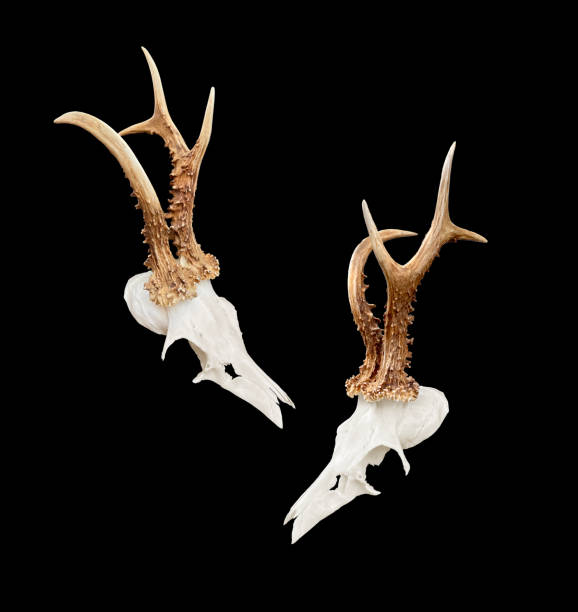 Rare roe deer buck, roebuck skull with unique, abnormal antlers - both sides, isolated on black background. stock photo