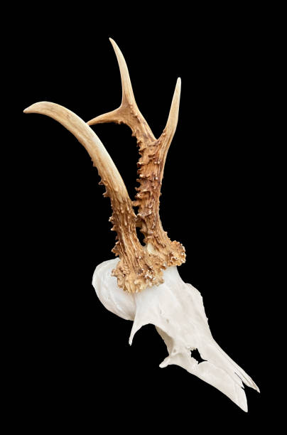 Rare roe deer buck, roebuck skull with unique, abnormal antlers - isolated on black background. stock photo